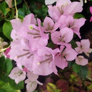 bougainvillea purple flower