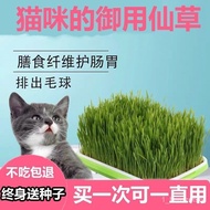 🔥Hot sale🔥Hydroponic Cat Grass Set Wheat Seeds Cat Snacks Lazy Potted Hair Depilation Ball Natural Cat Grass Self-Planti