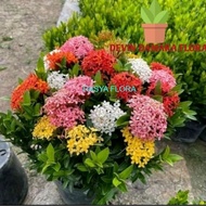 Beautiful Best Selling Promo? Asoka Ornamental Plant Stacked Flowers - Asoka Ornamental Plants - Sok