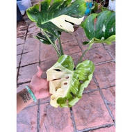 Monstera Thai Constellation MTC XXL Live Plant Pokok Hidup