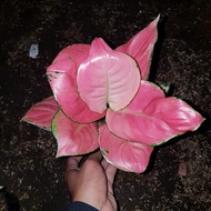 aglonema pink catrina dewasa