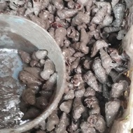 ready keong nenek hidup1kg