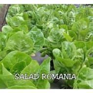 Benih Sayur SALAD ROMANIA RANGUP