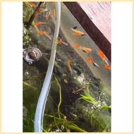 ♟ ✸ ◈ Guppy ito na Pure strain trio