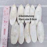 10pcs size 8-9cm Cuttlefish Bone Calcium Pure Natural Squid Shell Cuttlefish Bone Export Quality Sup