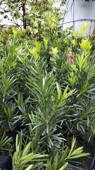 combo 5 cây vạn niên tùng ( cao 20-40cm )