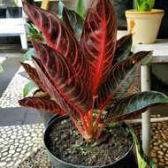 Aglonema red Sumatra/ aglonema pride of sumatra