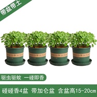 花农氏碰碰香盆栽驱蚊虫植物室内盆栽除异味净化空气植物驱蚊虫15~20cm 4盆+加仑盆