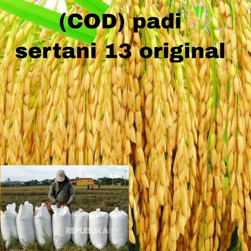 BENIH/BIBIT PADI SERTANI 13 UNGGUL BERKUALITAS 1KG