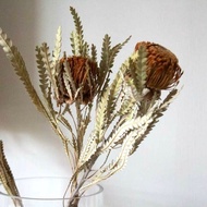 Dried Banksia Flower Bunga Banksia Kering