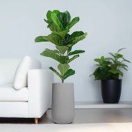琴葉榕水泥盆栽 大盆栽 直條紋岩灰高盆 落地盆栽禮 北歐極簡