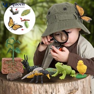 UQUEEN Educational Life Cycle Toys Realistic Animal Models Collection Insect Frog Spider Ducks Geese