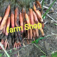 Ready AKAR PINANG JAMBE 1kg HERBAL MEDICINE