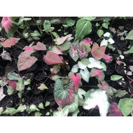 Keladi/Thai caladium/US caladium