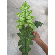 Alocasia Jacklyn Sulawesi/ small size