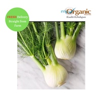 Organic Fennel Bulb Cameron Highlands 500gm± 金马仑有机茴香头
