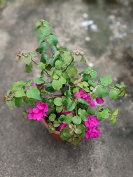 Bougainvillea - Pretty and Fuss Free House Plant