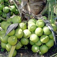 bibit kelapa pandan wangi f1 thailand / tanaman kelapa pandan wangi