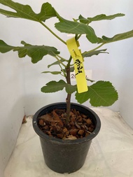 ต้นมะเดื่อฝรั่งสายพันธุ์ คุโรมิสุ กระถาง 8 นิ้ว/ Kuromitsu figs tree 8”potted