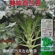 B Western Moss Seeds Seeds Western Orchid Flower Seeds Seedlings Mustard Mustard Vegetables Four Sea