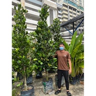 GPS Green Plant Society Live Tree Garcinia subelliptica 菲岛福木 ( 8ft )