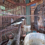 burung sikatan kipas sepasang