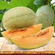 Fresh Hami Melon Seeds Fruit Seeds for Planting Fruit Plants (Fast Growing 20 Seed) Sweet Cantaloupe