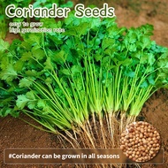 Organic Coriander Seeds for Planting Vegetables Plants (70 Seed) High Yield Cilantro Seeds Bonsai Ve