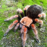 boehmei tarantula juve