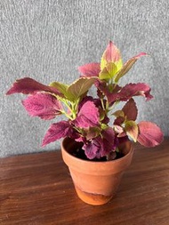 紫蘇葉 （紅紫蘇）