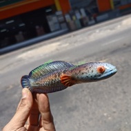 Patung ikan Channa Barca bahan resin