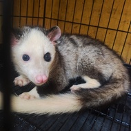 Musang Pandan Morph Mozaik