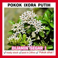 RINA • pokok Ixora putih • coccinea jejarum pecah periuk siantan seganding jantan Pokok bunga tumbuh