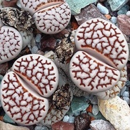 25 เมล็ด เมล็ดไลทอป Lihops Seeds พืชอวบน้ำ ไม้ก้อนหิน สายพันธุ์ Lithops julii