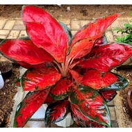 Aglaonema Suksom Merah / Aglonema Suksom Jaipong Florist Nursery/