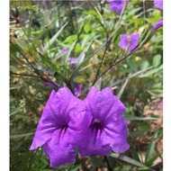 🌸6pcs Keratan Bunga Ruellia Purple 🌸 Senang Tumbuh Tahan Panas Mexican Petunia Mexican Blue Bell Stem flower ungu garden