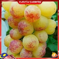 Anak Pokok Anggur Heliodor Grape Pokok Kawin Buah Kuning