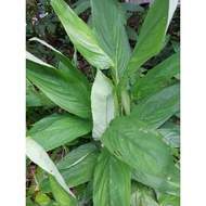 Anak pokok herba sagu bemban ubat kayap/pokok ubi bemban/garut/Arrowroot