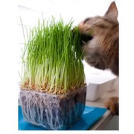 cat grass seeds lovely cat grass seed (quick)