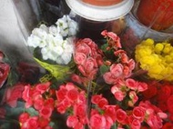 ★╮芳草園★╮－聖誕紅「麗格海棠」6吋盆栽