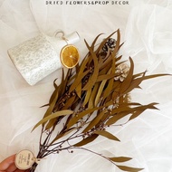 Eucalyptus Leaves Preserved•