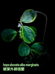 Hoya Obovata 'Albo Marginata' 鏡葉外錦毬蘭