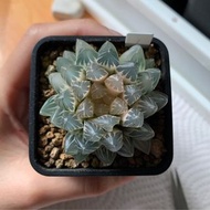 多肉植物 十二卷 糊斑霓虹燈