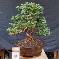【BAYAR DI TEMPAT】 Bahan bonsai cemara perak