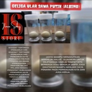 Batu geliga ular sawa putih (albino) (asli)