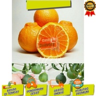 bibit tanaman buah jeruk dekopon