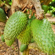 10pcs Biji Benih Buah Durian Belanda / Soursop Seeds