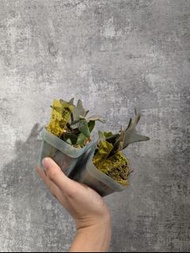 多款侏儒鹿角蕨 (24May)