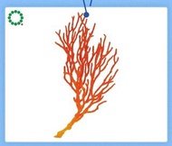 奇譚IKIMON扭蛋NTC海洋生物第2彈 紅珊瑚