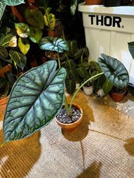 Alocasia ‘Dragon Scale’ 龍鱗海芋盆栽 家居植物 indoor plant